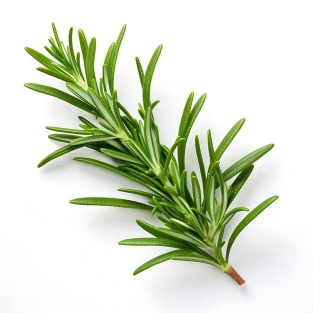 Romarin