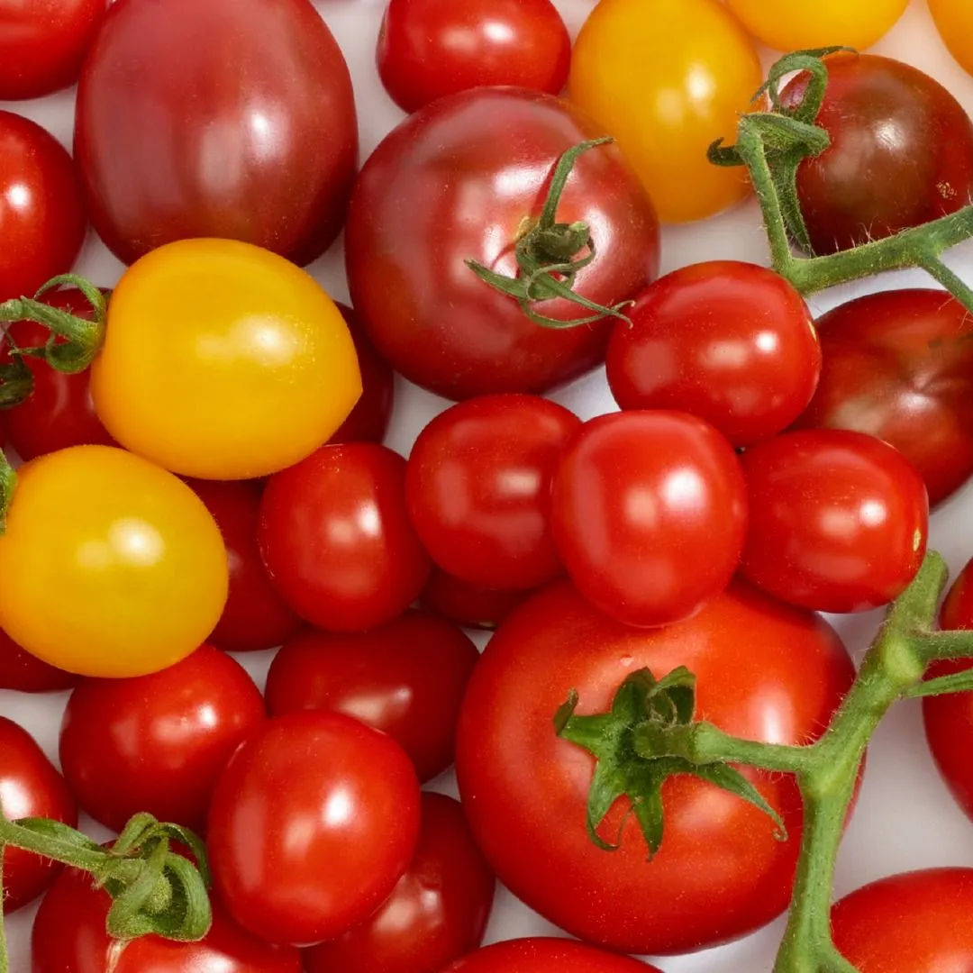 Tomate